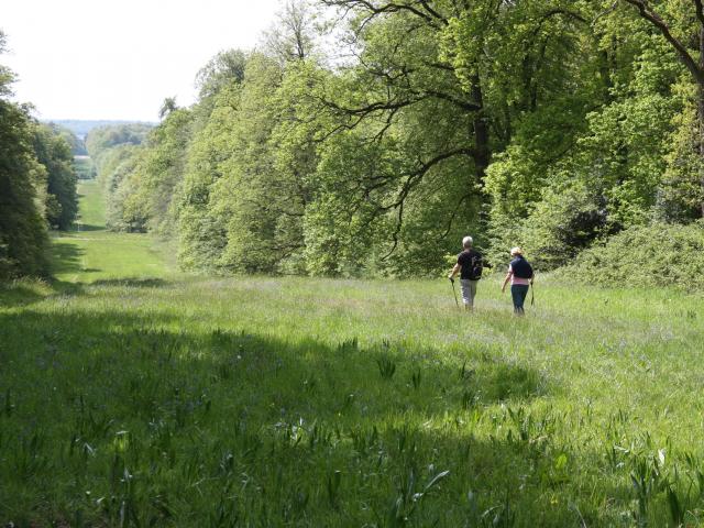 Villers-Cotterêts _ Forêt de Retz _ Allée Royale © Office de Tourisme Retz-en-Valois