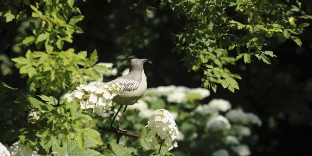 Jardin de Viels Maisons ©CRTC Hauts-de-France – Comdesimages.com