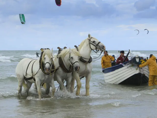 wissant-fete-du-flobart-chevaux-boulonnais-crt-hauts-de-france-as-flament.jpg