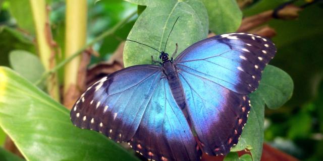 Marck_Jardin du Beau Pays_papillon morpho peleides© Jardin du Beau Pays_Pierre