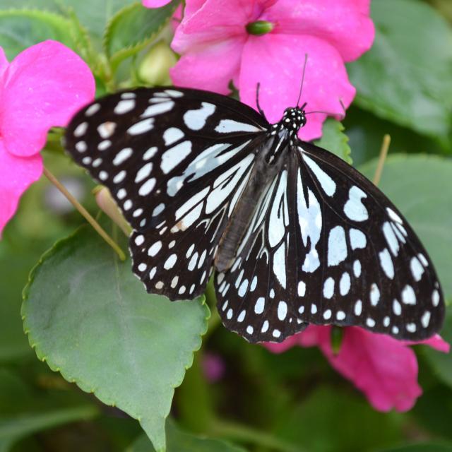 Marck_Jardin du Beau Pays_papillon noir et blanc © Jardin du Beau Pays_Pierre Lavalée