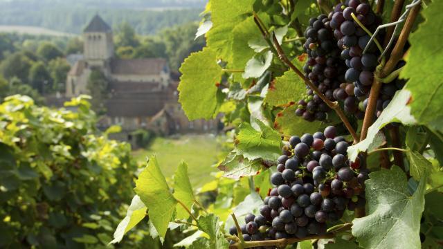 barzy sur marne_ vignoble de champagne _sud aisnechezy sur marne_ vendange de champagne© CRTC Hauts de France - Anne Sophie Flament