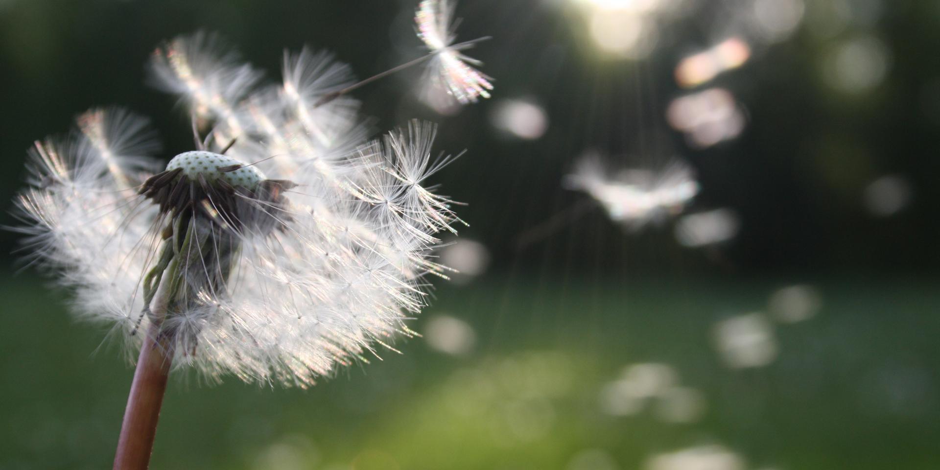 Pissenlit © Pexels Nita