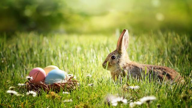 Chasse aux oeufs de Pâques © Castleguard - Pixabay