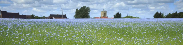 Village de Rubrouck, Flandre (Nord). Champ de lin en fleur autour du village.