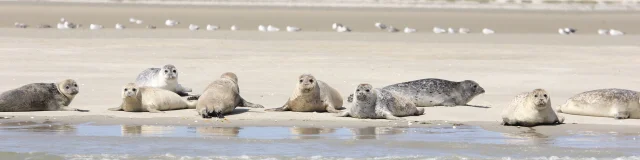 Phoques Baie De Somme 5 Hauts De France Tourisme Jean Luc Verbrugghe