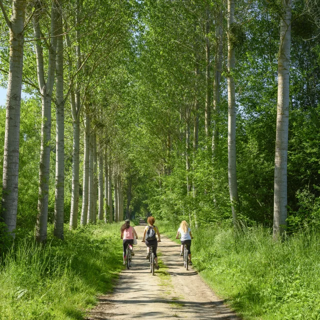 Vélo en forêt