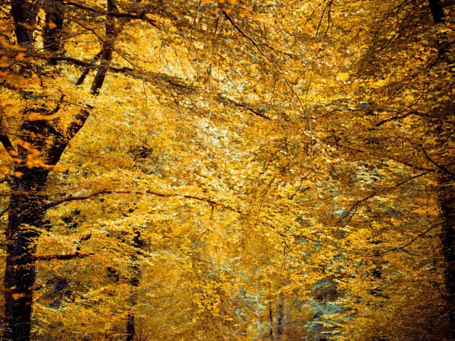 Hesdin - la forêt en automne ®Ronald Piclin