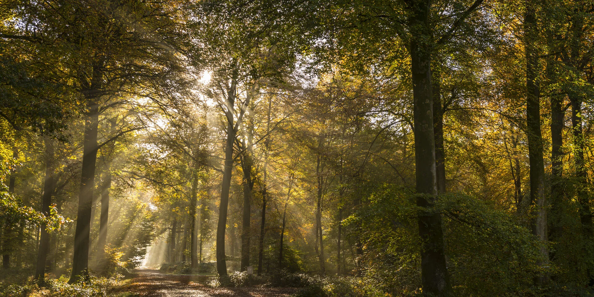 Saison : automne - Lieu : Forêt de Crécy, Crécy-en-Ponthieu, Somme, Picardie, France