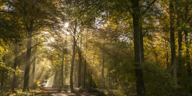 Saison : automne - Lieu : Forêt de Crécy, Crécy-en-Ponthieu, Somme, Picardie, France