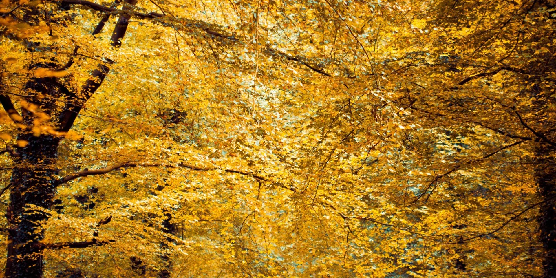 Hesdin - la forêt en automne ®Ronald Piclin