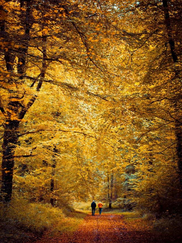 Hesdin - la forêt en automne ®Ronald Piclin