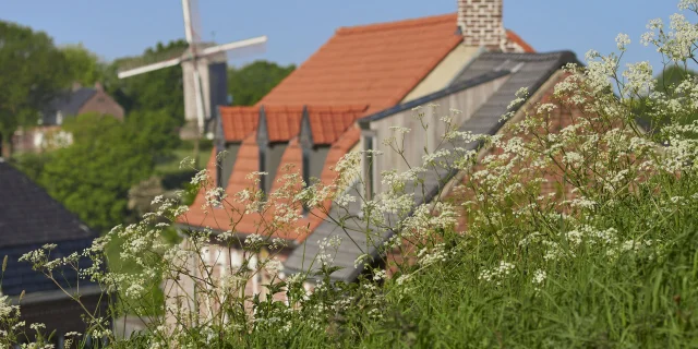 Village de Boeschepe (NORD,59). Moulin à vent dit de l'Ingratitude ou Ondankenmeulen