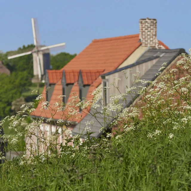 Village de Boeschepe (NORD,59). Moulin à vent dit de l'Ingratitude ou Ondankenmeulen