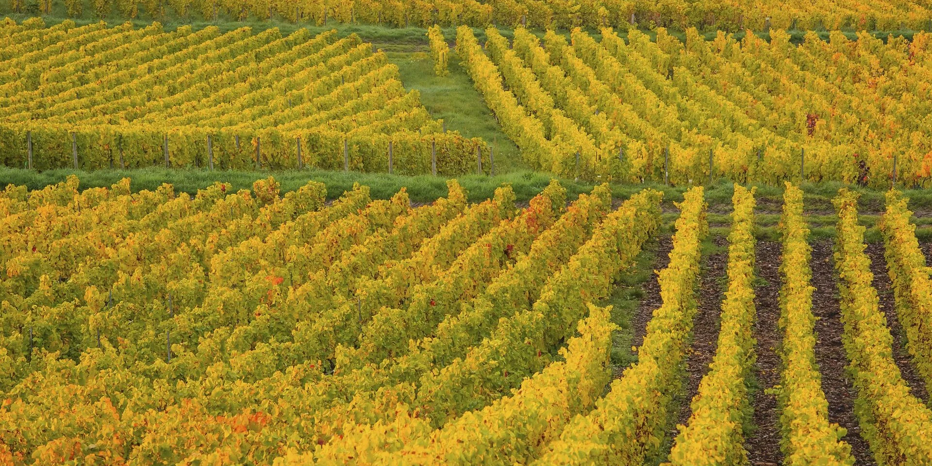 Vignobles