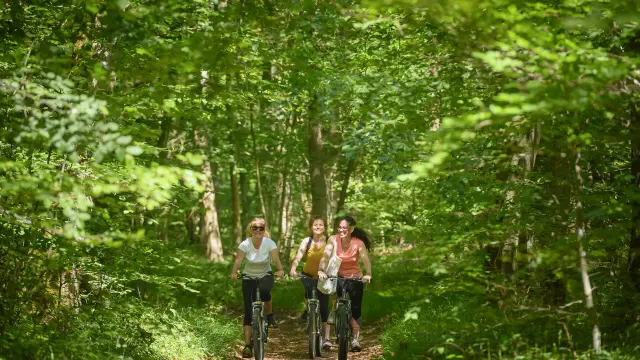 Forêt de Hez-Froidmont - Vincent Colin