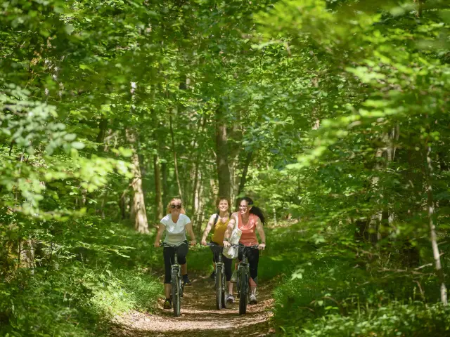 Forêt de Hez-Froidmont - Vincent Colin