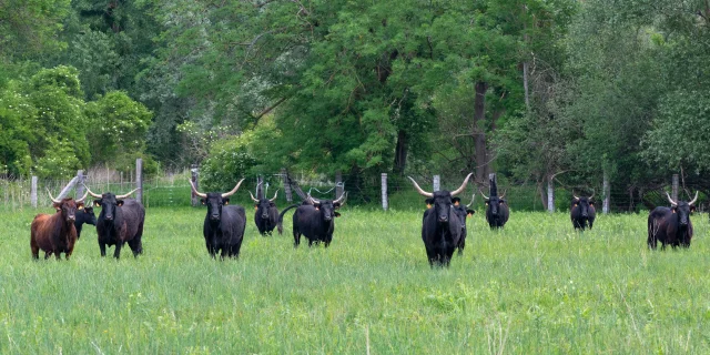 Marais De Sacy - Xavier Renoux