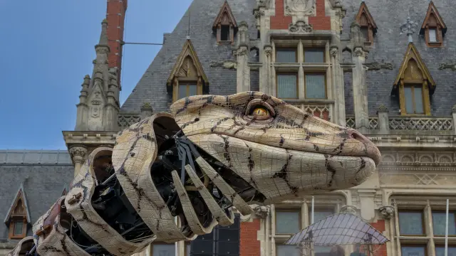 Calais - varan - Anne Sophie Flament