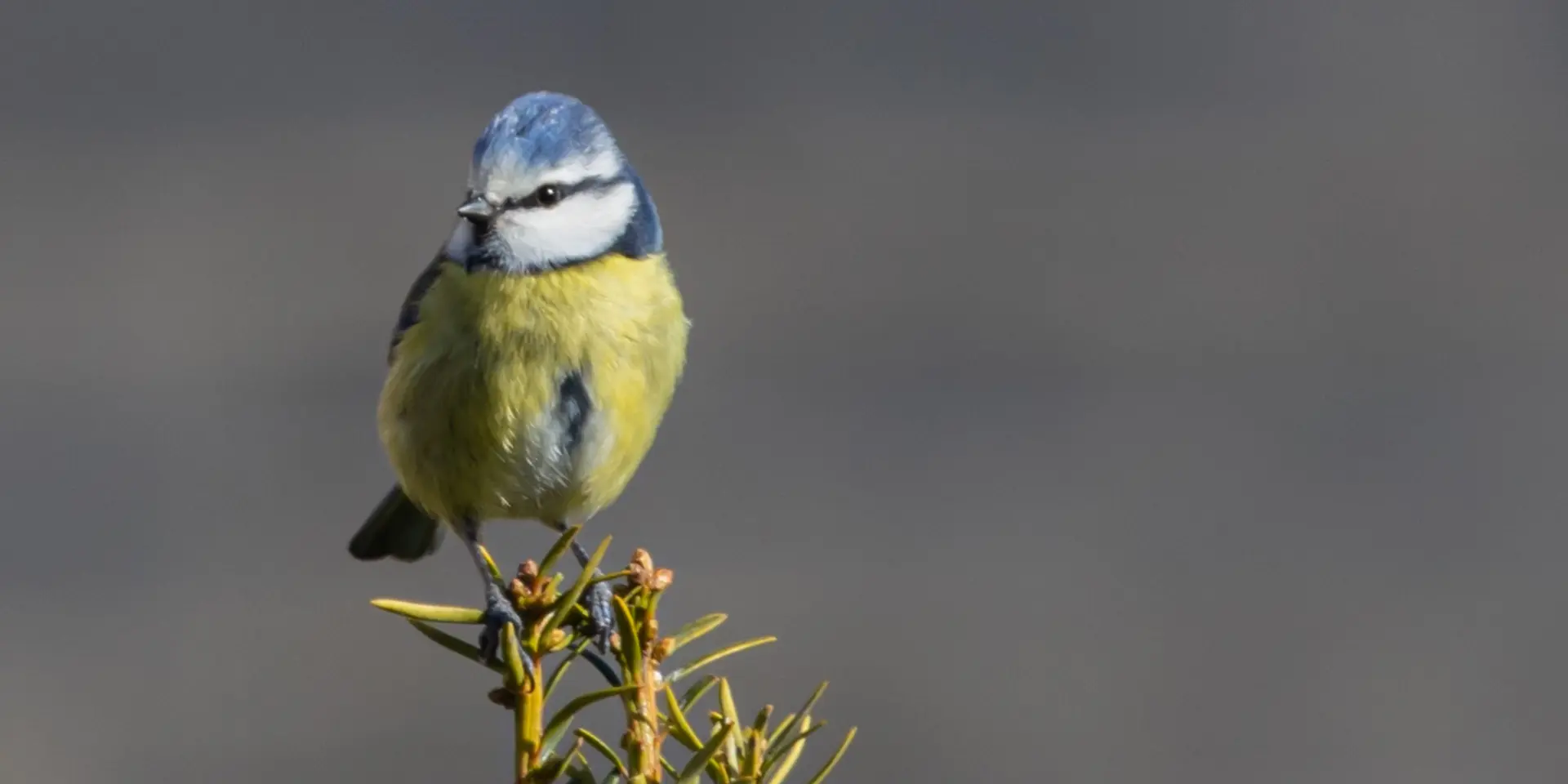 Mésange bleue
