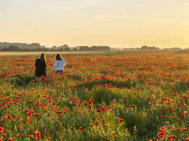 France, Somme (80), Baie de Somme, Saint-Valery-sur-Somme, Pendé, champ de coquelicots, deux jeunes filles viennent s'y photographier // France, Somme (80), Baie de Somme, Saint-Valery-sur-Somme, Pendé, poppy field, two young girls come to take pictures of themselves