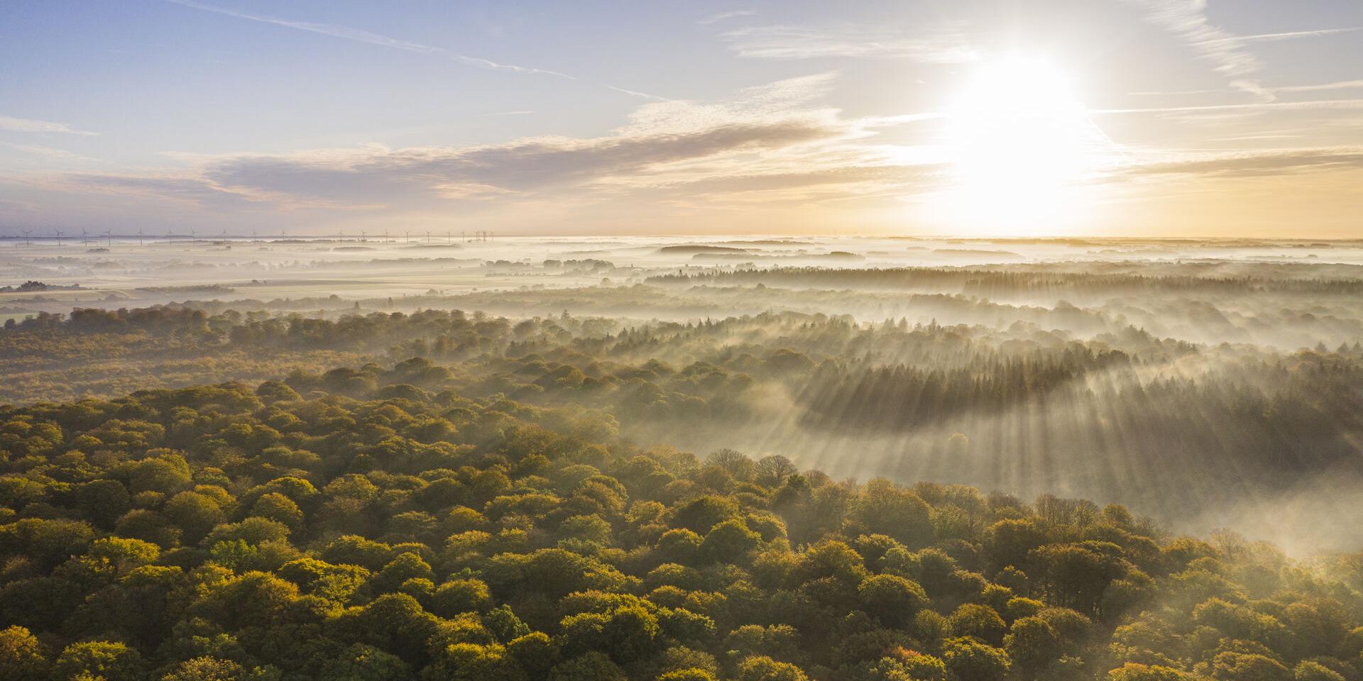 Crécy-en-Ponthieu, La forêt