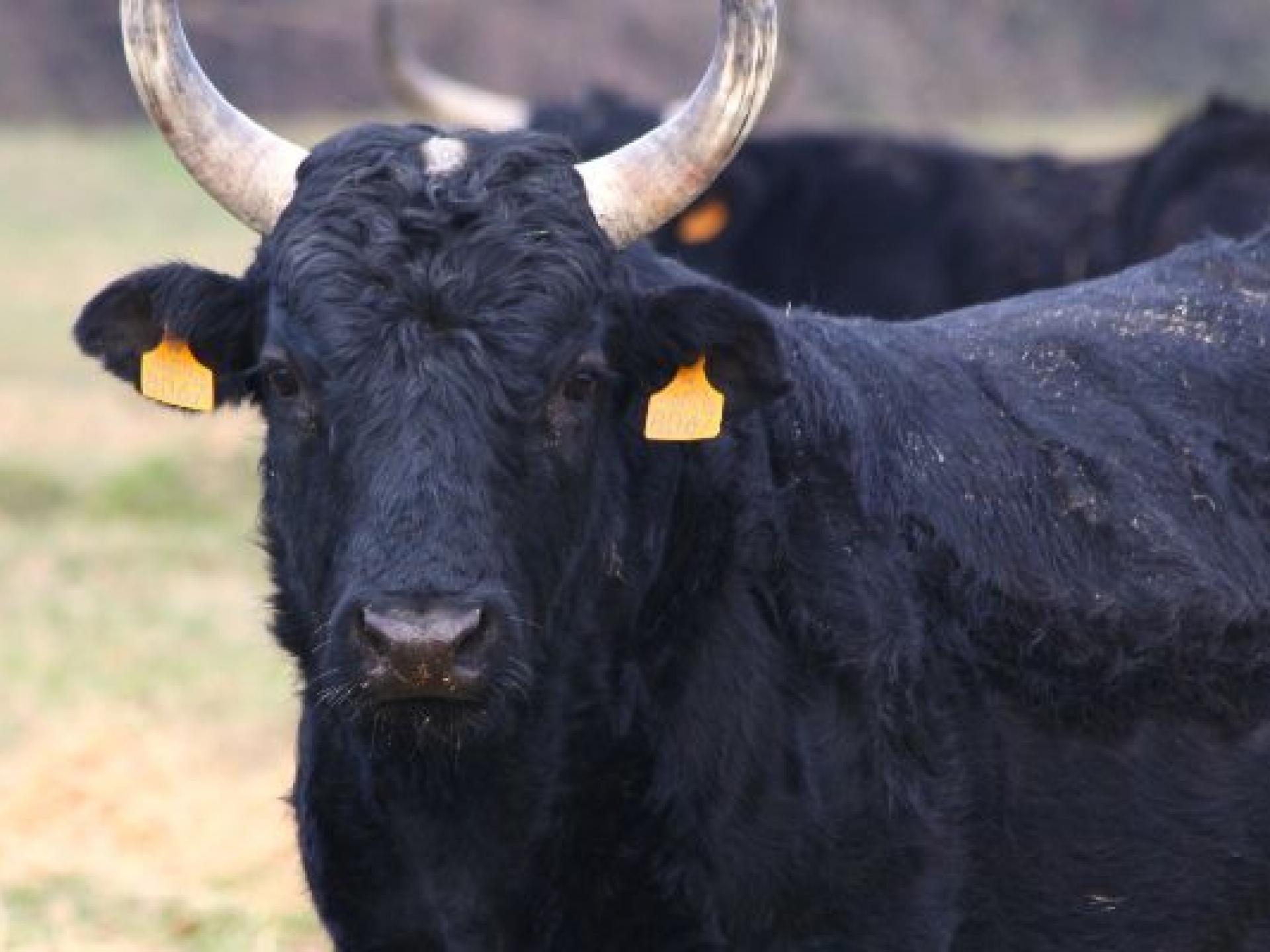 Die Highlights von Arles ProvenceAlpesCôte d’Azur Tourismus