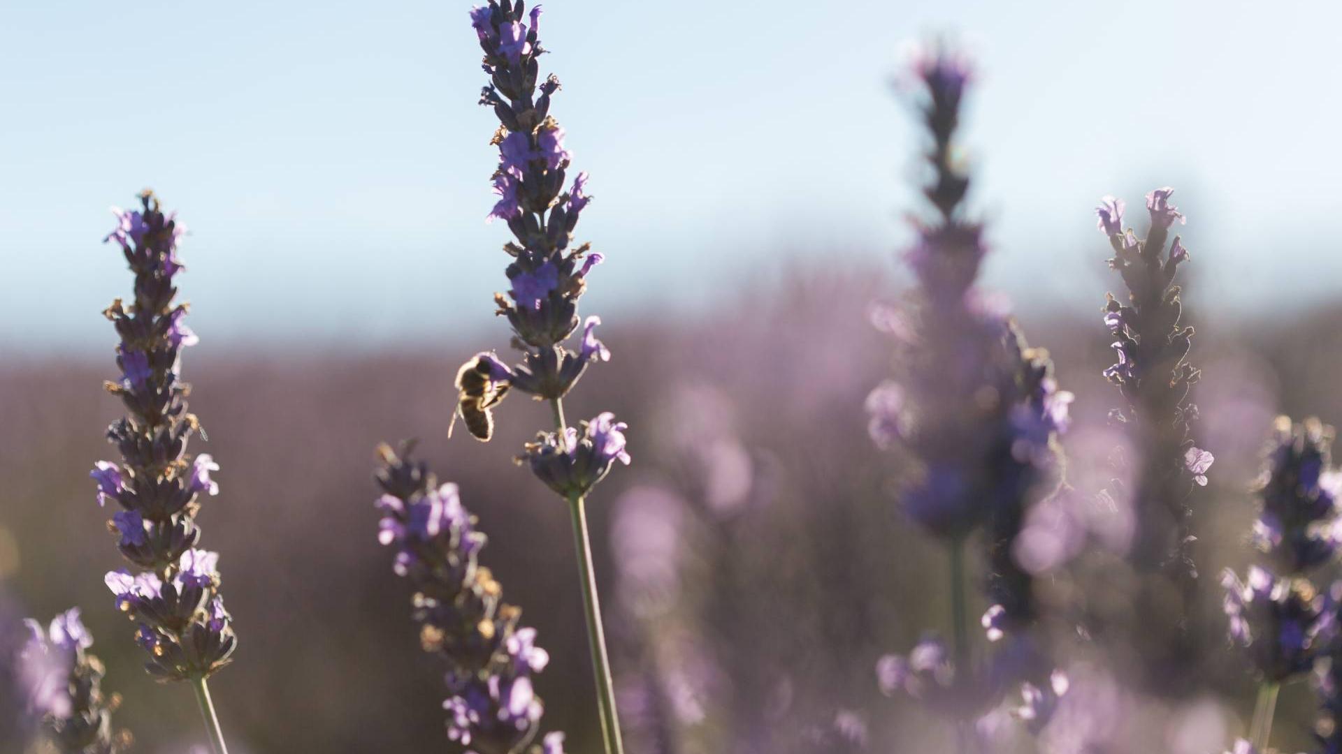 Die lavendelfelder von Carpentras bis Grasse ProvenceAlpesCôte d