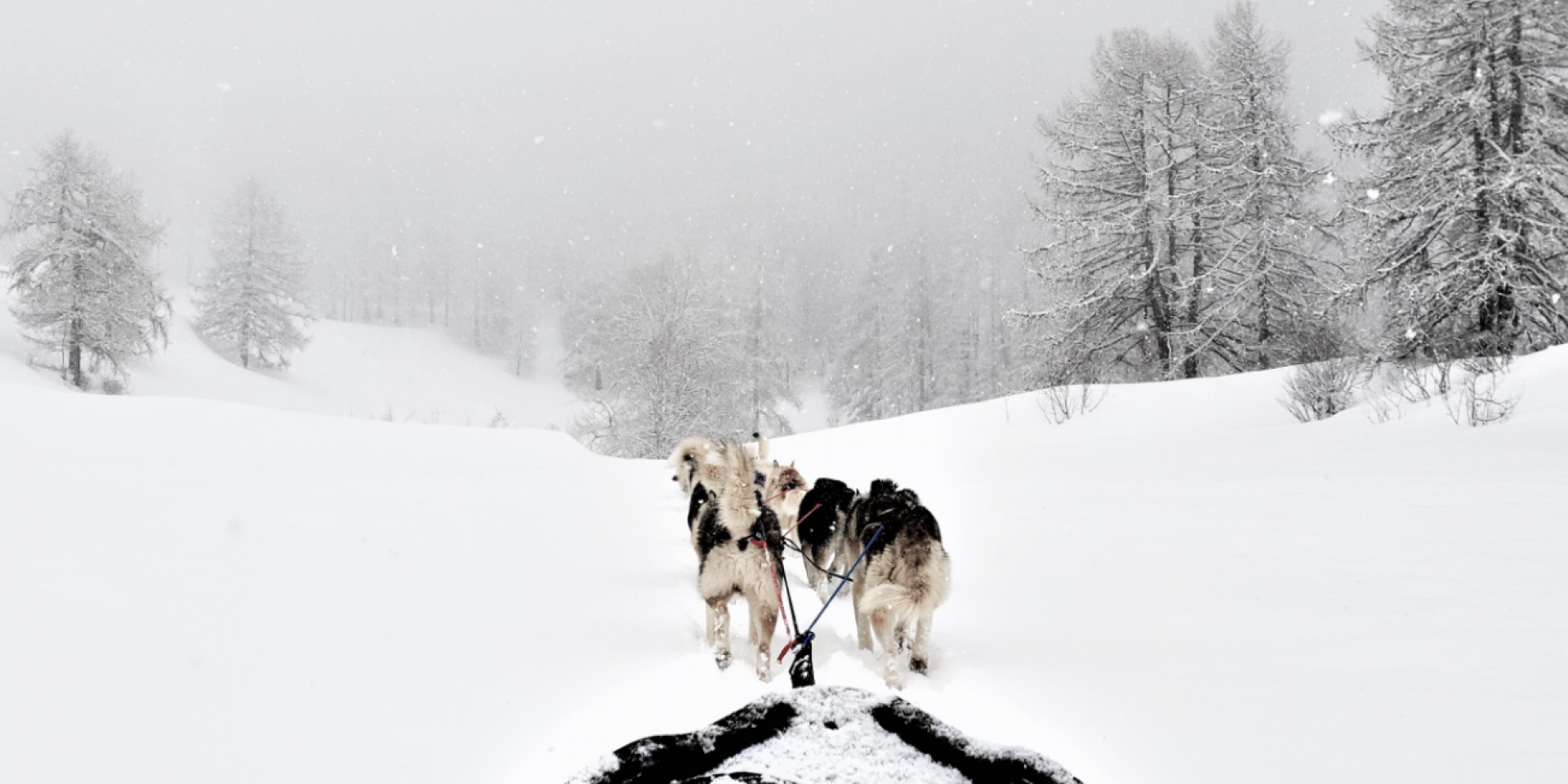 Wild Experiences Chiens De Traineau Hautes Alpes Balade avec des chiens de traineau | Provence-Alpes-Côte d'Azur Tourisme