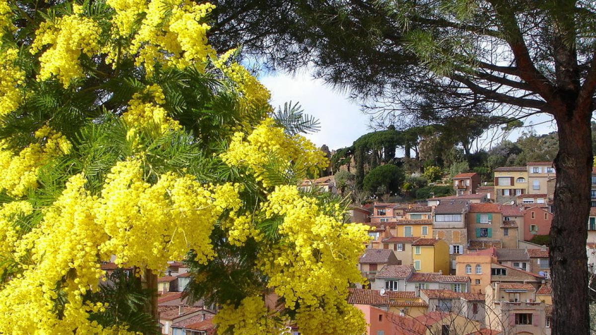 Route du mimosa nos 5 étapes riches en émotion ProvenceAlpesCôte