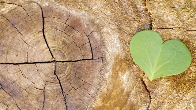 écologie et développement durable