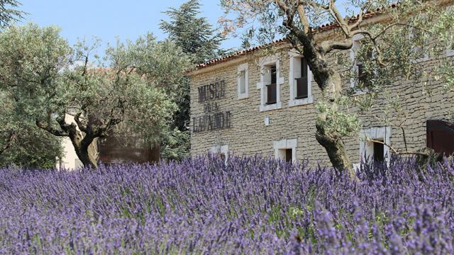 musee-lavande-provence-dr.jpg