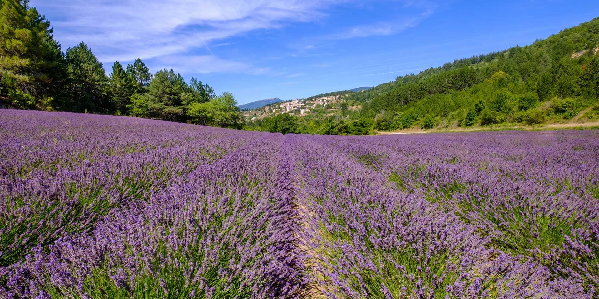 Les Routes De La Lavande Provence Alpes Cote D Azur Comite Regional De Tourisme