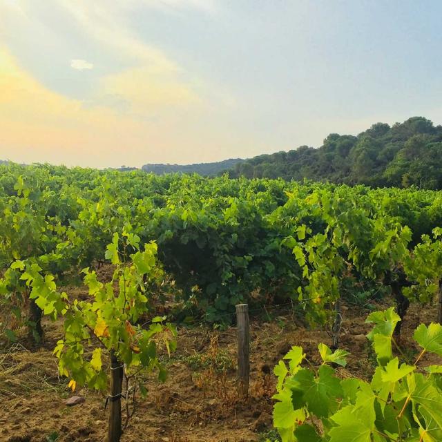 vignoble-vaucluse-mdiduca-2.jpg