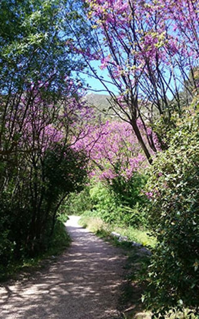 Chemin Saint Pons Gemenos Btriffaux