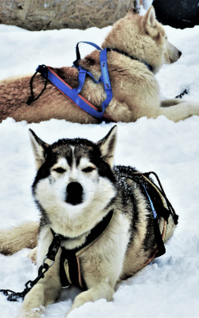 Chiens De Traineau Crevoux Alpes Mdi Duca 8