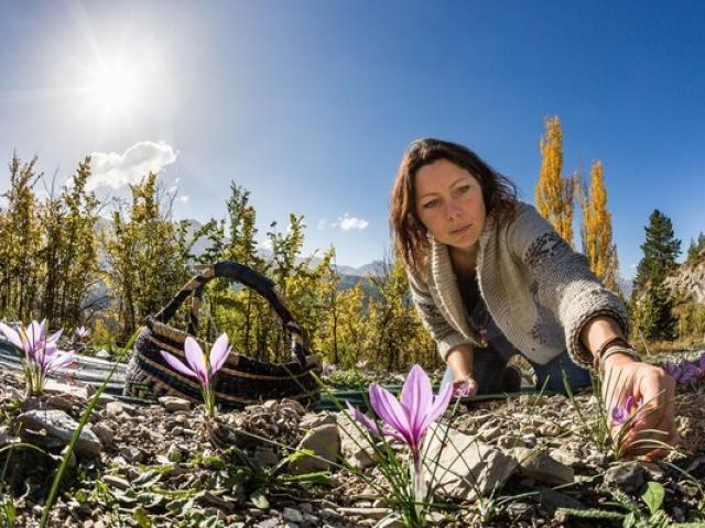 Carole Prost cultive du safran qui ensoleille ses créations