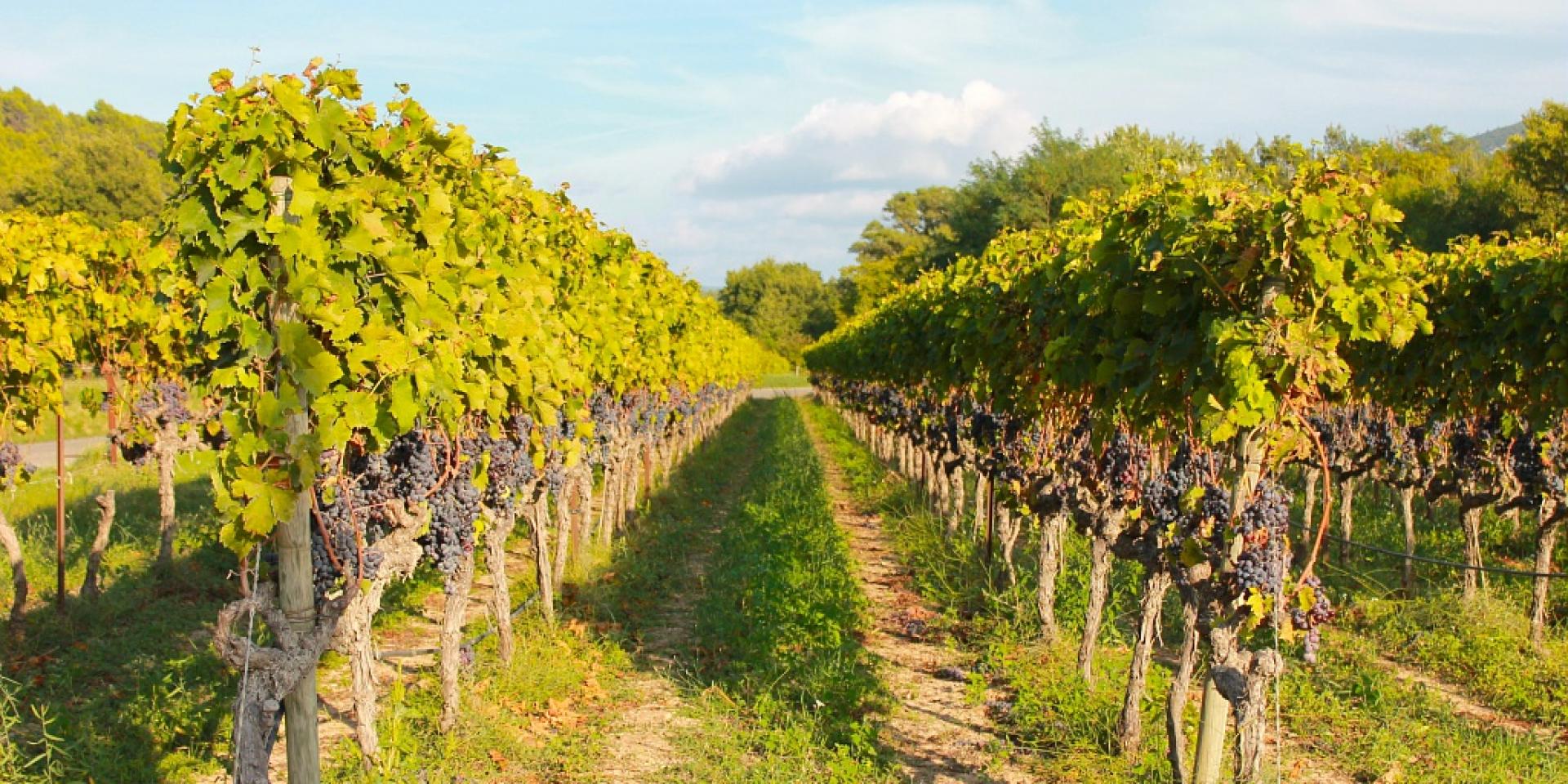 The Luberon and the Alpilles along the vineyards | Provence-Alpes-Côte ...