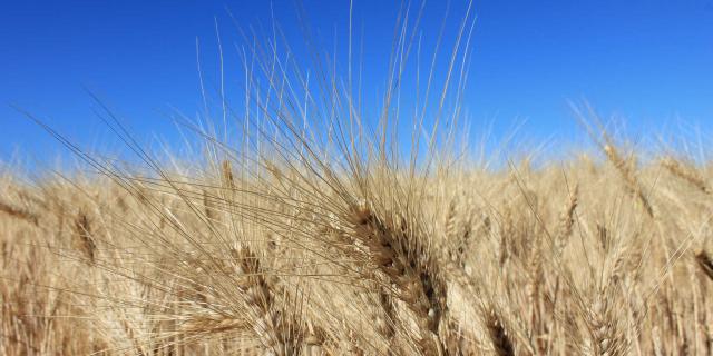 savoirfaire-agricole-champs-nature-paca-cchillio.jpg