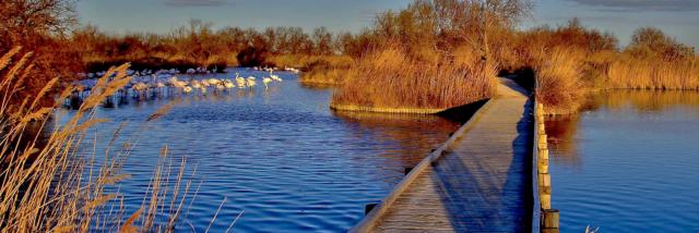 sites-naturels-etangs-camargue-paca-amouton.jpg