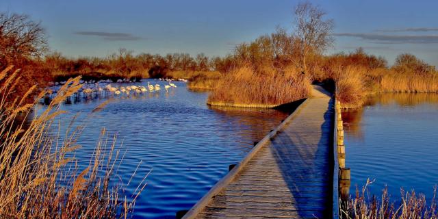 Camargue