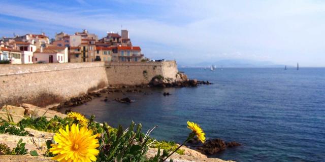 antibes-dandelion-745753-1920.jpg