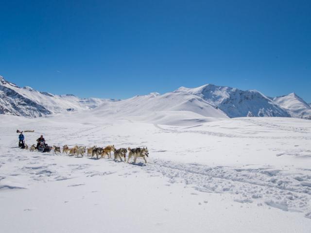 Chiens de Traineaux à Orcières dans les Alpes