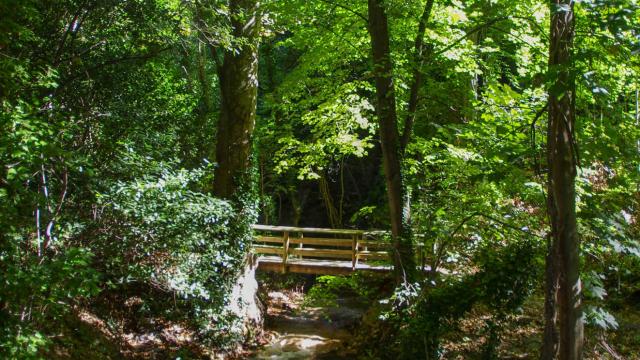 arbre-nature-foretgemenos-amouton.jpg