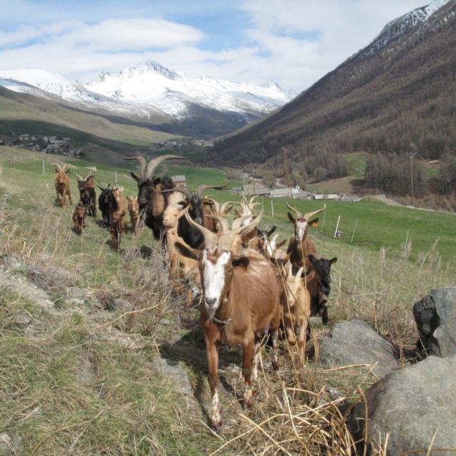 Troupeau de chèvres du Queyras