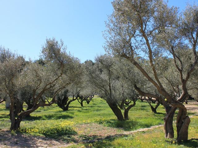 Olivier-Porquerolles-Fondation Carmignac