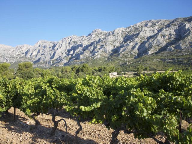 Montagne Sainte-Victoire et vignes