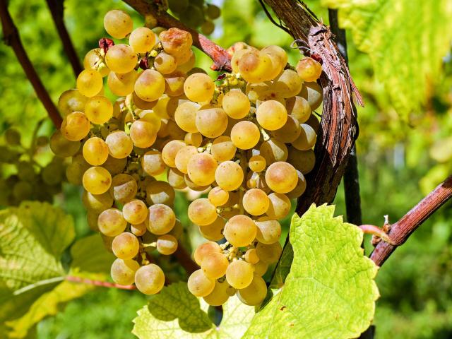 grapes-2715711-1920.jpg