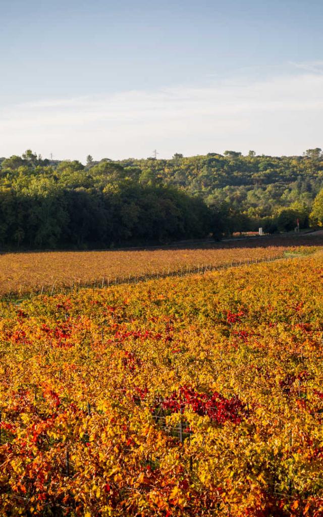 Vignes_Peyrassol