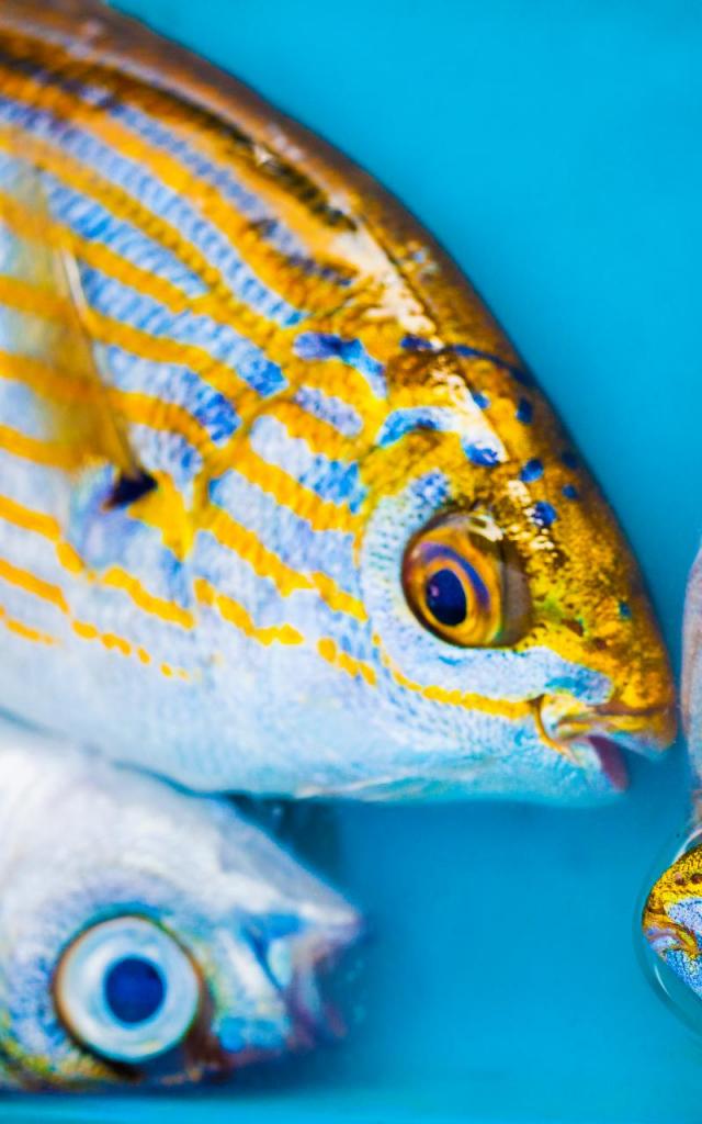 Poissons Dolemieux.p Exclusprovence